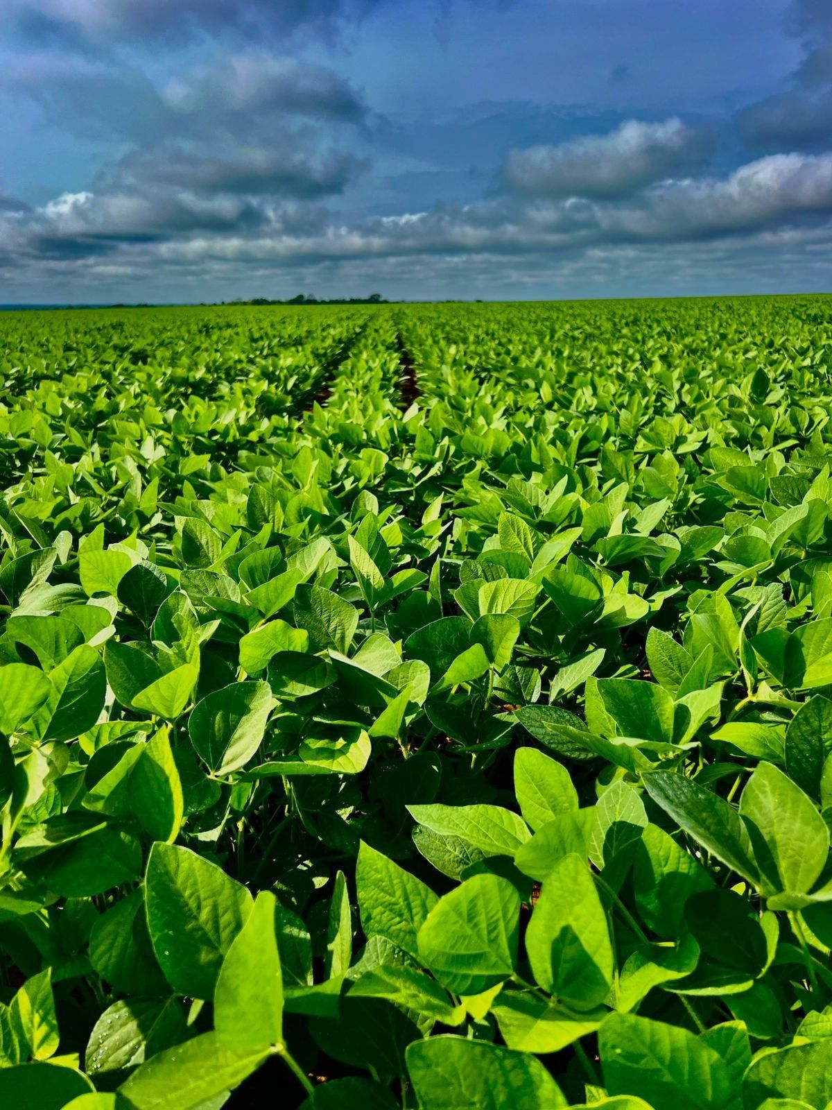 Fazenda de grande porte com lavoura de soja consolidada, exemplo de imóvel rural negociado pela Agrotec