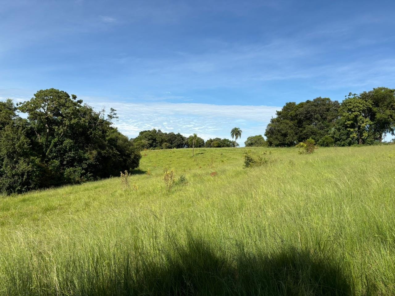 Fazenda com lavoura, pasto para gado e criação de ovelhas, exemplo de imóvel rural negociado pela Agrotec