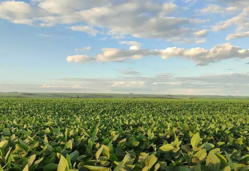 Campo de soja em produção para arrendamento rural